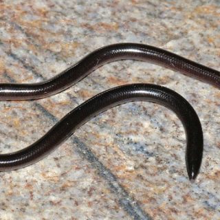 Brahminy Blind Snake Facts And Pictures 