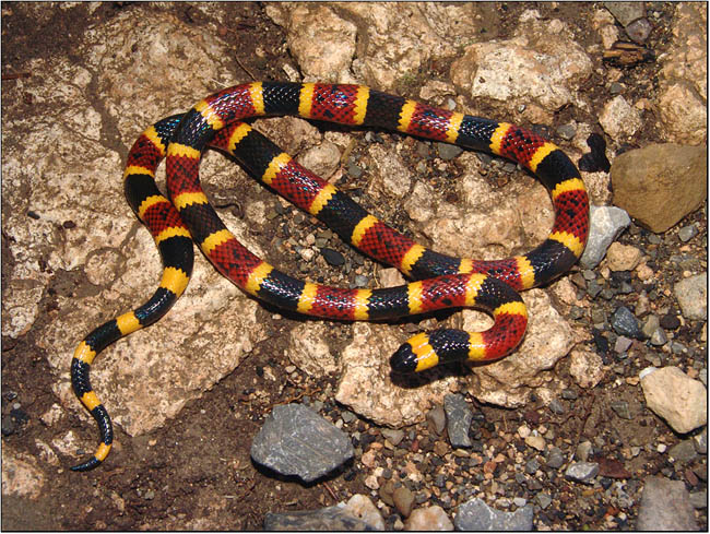 Texas Coral Snake Facts And Pictures Reptile Fact