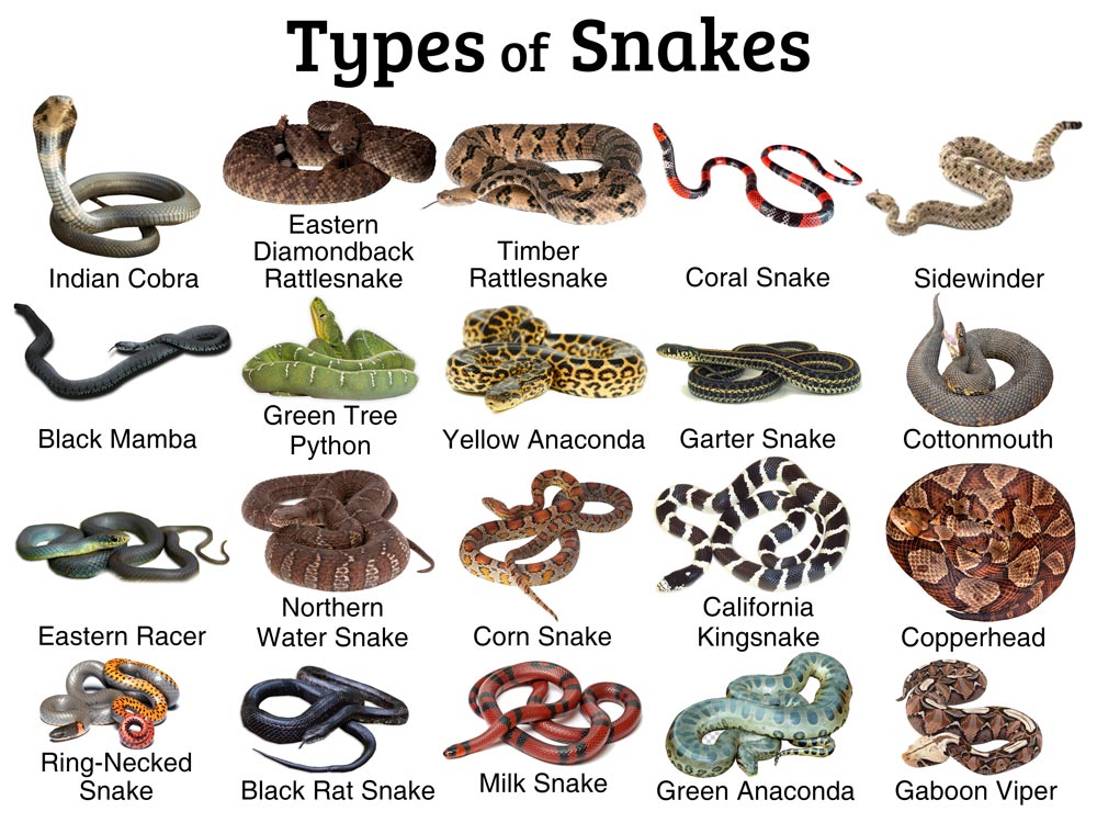 Snakes Facts And List Of Types With Pictures Reptile Fact