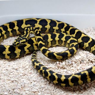 Golden Lancehead Viper Facts And Pictures 