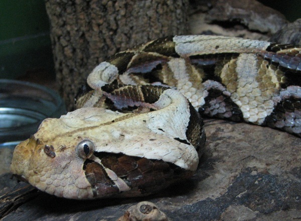 Gaboon Viper Facts And Pictures