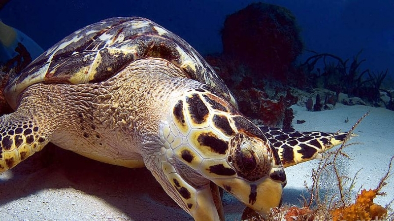 Hawksbill Sea Turtle Facts And Pictures Reptile Fact