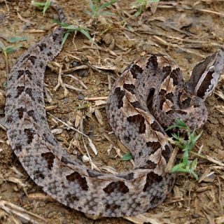 Malayan Pit Viper Facts And Pictures