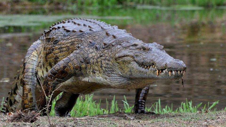 Crocodile Vs Alligator | Exciting One-to-One Comparison