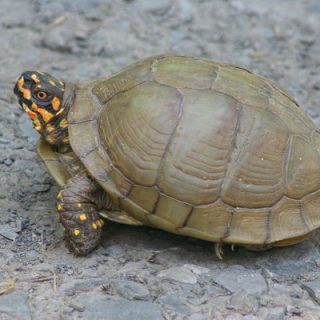 Coahuilan Box Turtle Facts And Pictures 