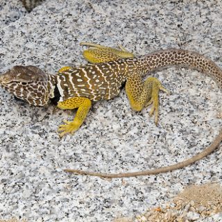 Rainbow Whiptail Facts And Pictures 