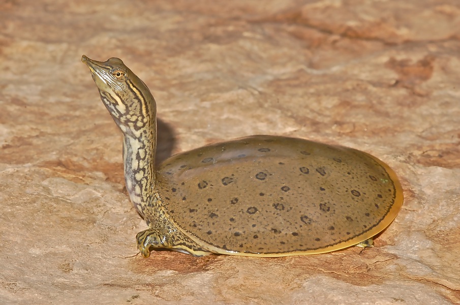 Spiny Softshell Turtle Facts And Pictures Reptile Fact