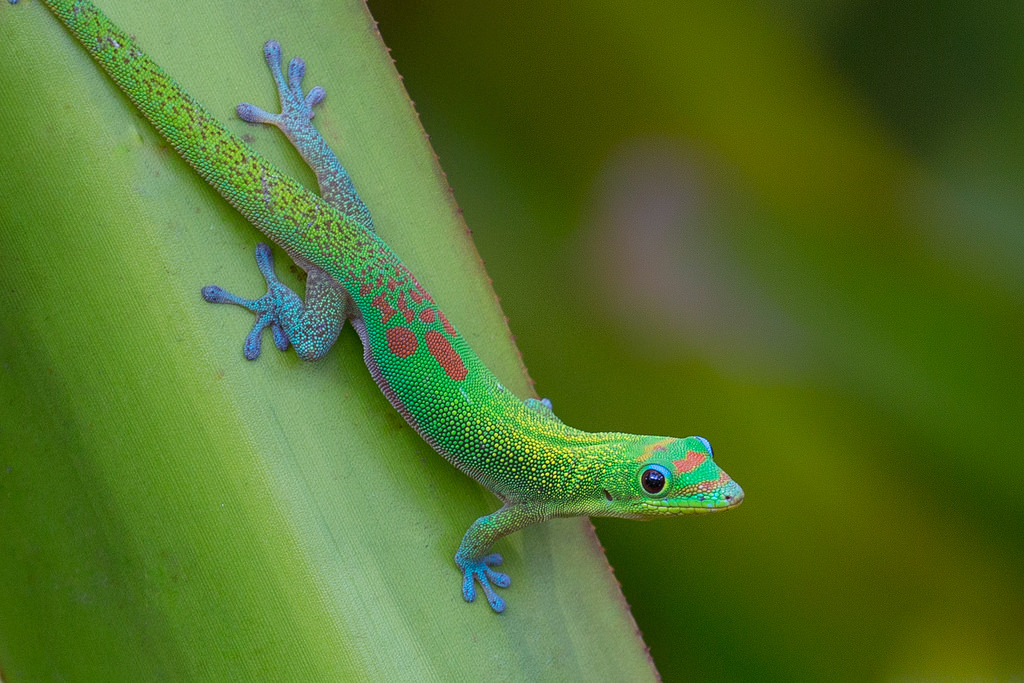  Gold Dust Day Gecko Facts And Pictures Reptile Fact