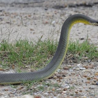 Eastern Yellow Bellied Racer Facts And Pictures | Reptile Fact