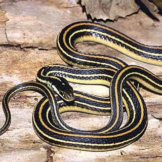 Ribbon Snake Facts And Pictures | Reptile Fact