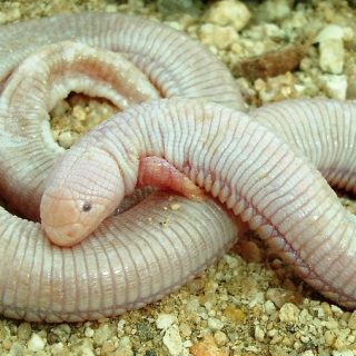 mole lizard reptilefact