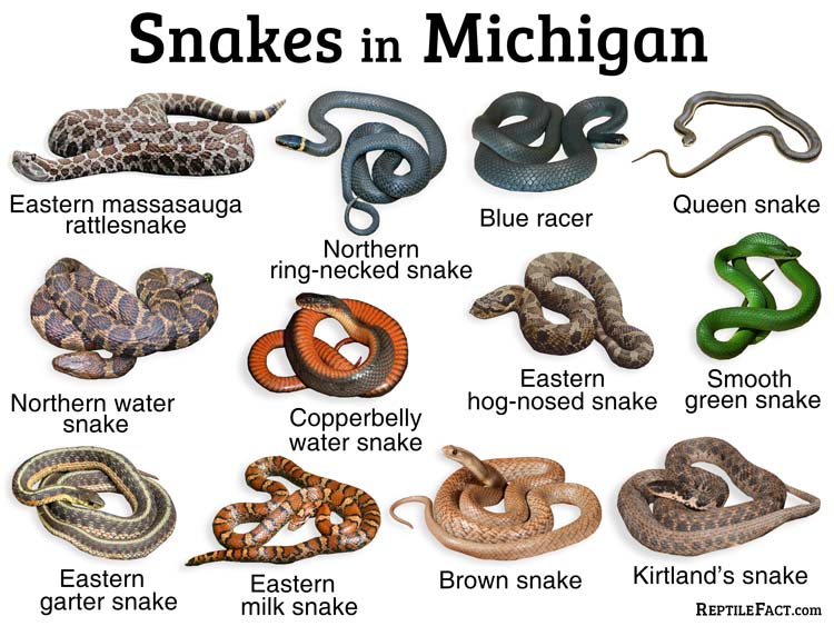different types of non poisonous snakes
