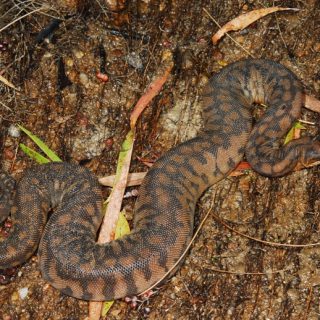 Arafura File Snake Facts And Pictures