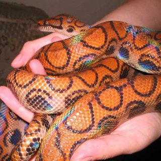 Rainbow Boa Facts and Pictures