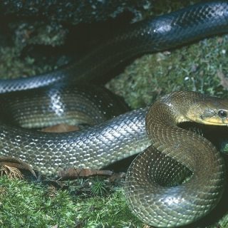 Aesculapian Snake Facts and Pictures