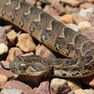 African Puff Adder Fact and Pictures