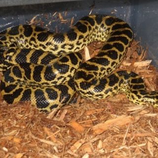 Yellow Anaconda Facts and Pictures