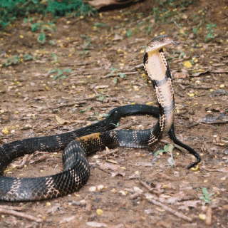 Andaman Cobra Facts and Pictures