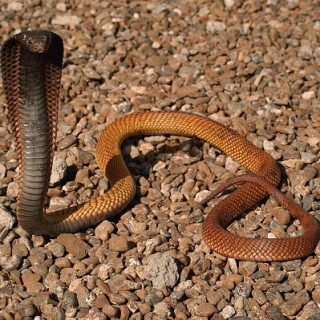 Arabian Cobra Facts and Pictures