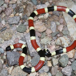 Arizona Coral Snake Facts and Pictures