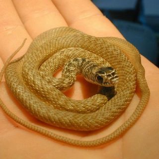 Coachwhip Snake Facts and Pictures