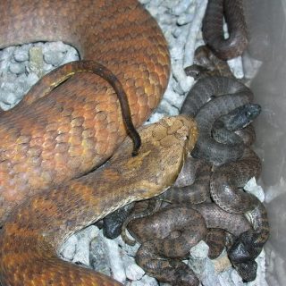 Death Adder Facts and Pictures