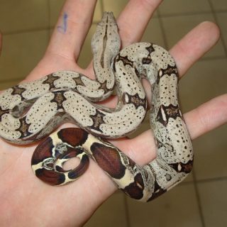 Red-Tailed Boa Facts and Pictures