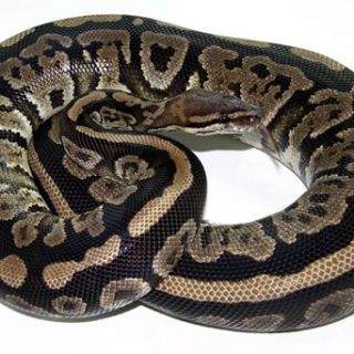 Ball Python Facts and Pictures