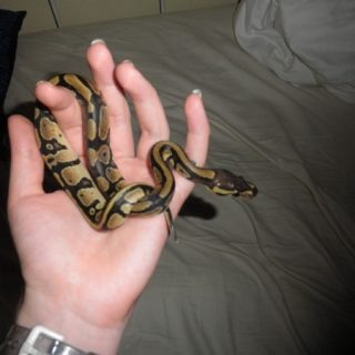 Ball Python Facts and Pictures