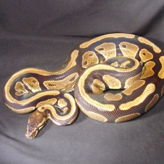 Ball Python Facts and Pictures