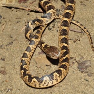 Banded Cat-Eyed Snake Facts and Pictures