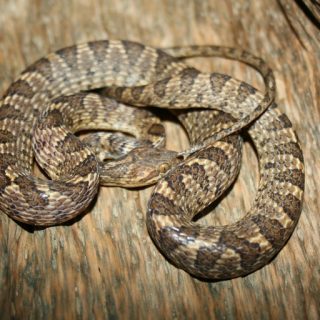 Banded Cat-Eyed Snake Facts and Pictures | Reptile Fact