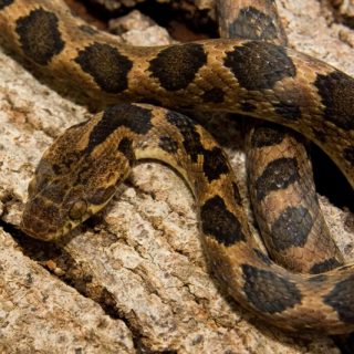 Banded Cat-Eyed Snake Facts and Pictures