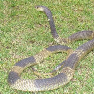 Snouted Cobra Facts and Pictures