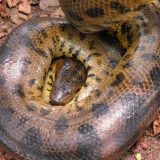 Bolivian Anaconda Facts and Pictures