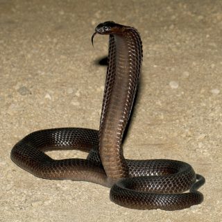 Cape Cobra Facts and Pictures