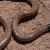 Black-Headed Snake Facts and Pictures