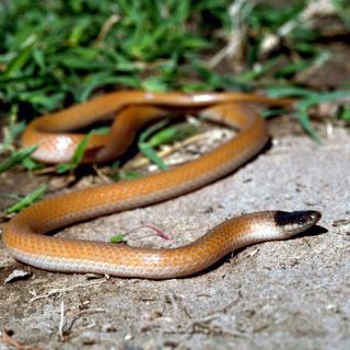 Black-Headed Snake Facts and Pictures