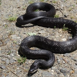 Black Rat Snake Facts and Pictures