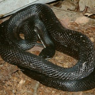 Black Rat Snake Facts and Pictures