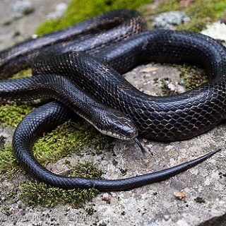 Black Rat Snake Facts and Pictures