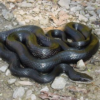 Black Rat Snake Facts and Pictures