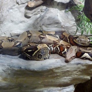 red tailed boa constrictor pet facts