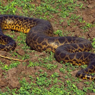 Bolivian Anaconda Facts and Pictures