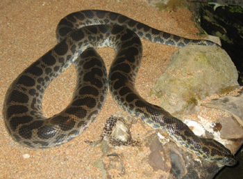anaconda snake图片