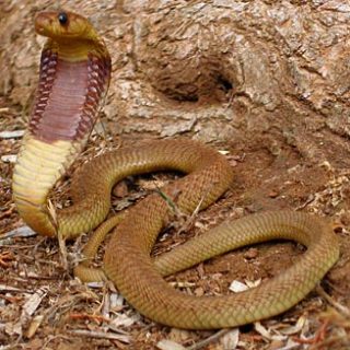 Cape Cobra Facts and Pictures