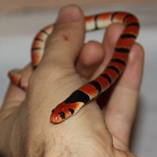 Cape Coral Snake Facts and Pictures