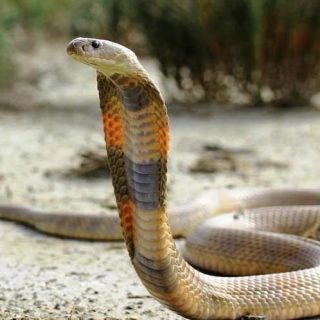 Caspian Cobra Facts and Pictures