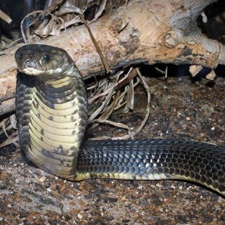 Caspian Cobra Facts and Pictures