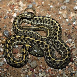 Checkered Garter Snake Facts and Pictures